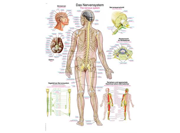 Plakat Nervous system 50 x 70 cm AL505 Papir